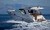 Sealine SC29, Split, ACI Split 